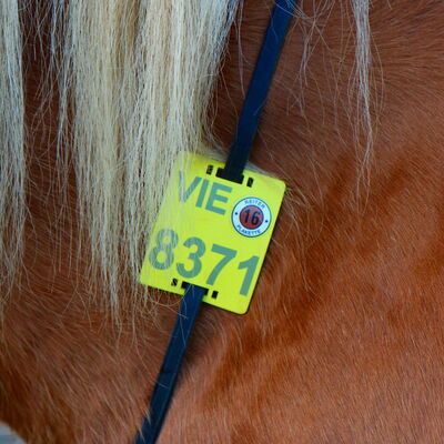 Fotografie: Ausschnitt Pferd mit Reitkennzeichen im Detail